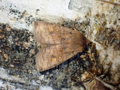 Eupsilia tristigmata