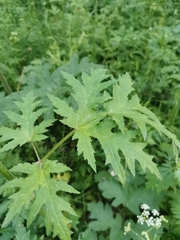 Heracleum sphondylium