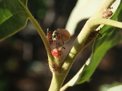 Callirhytis perditor