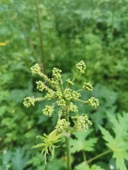 Heracleum sphondylium