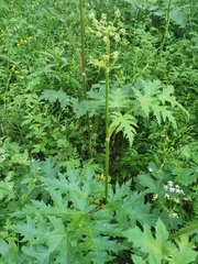 Heracleum sphondylium