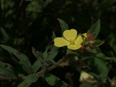 Ludwigia perennis