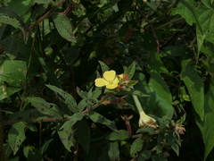 Ludwigia perennis