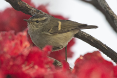Phylloscopus pulcher