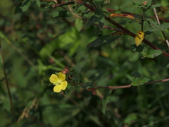 Ludwigia perennis