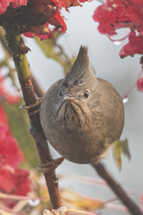 Yuhina gularis