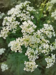 Anthriscus sylvestris