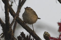 Phylloscopus pulcher