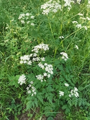 Anthriscus sylvestris