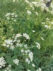 Anthriscus sylvestris