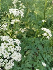 Anthriscus sylvestris