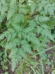 Anthriscus sylvestris