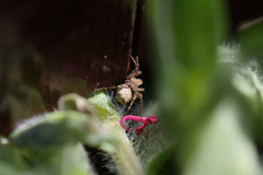 Pardosa