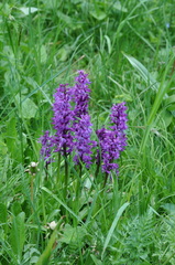Orchis mascula