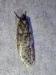 Semioscopis
