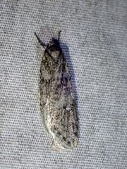 Semioscopis