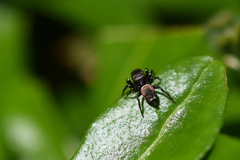 Heliophanus