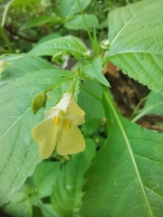 Impatiens parviflora