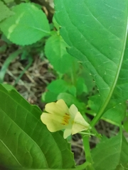 Impatiens parviflora