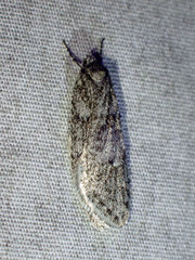 Semioscopis
