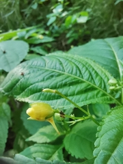 Impatiens parviflora