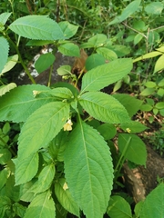 Impatiens parviflora
