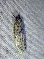 Semioscopis