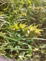 Carex spicata