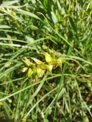 Carex spicata