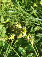 Carex spicata
