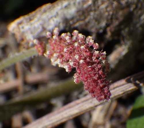 Acalypha arvensis