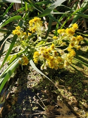 Tephroseris palustris