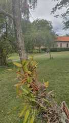 Myrmecophila tibicinis