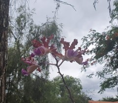 Myrmecophila tibicinis