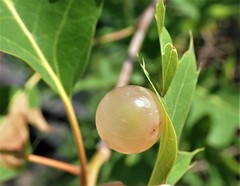 Amphibolips nubilipennis