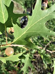 Amphibolips nubilipennis