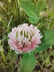 Trifolium hybridum