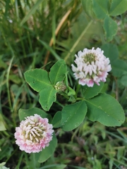 Trifolium hybridum