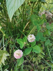 Trifolium hybridum