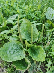 Plantago major