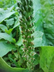 Plantago major