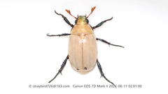 Callistethus plagiicollis