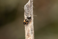 Cardiophorus biguttatus