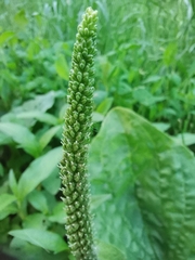 Plantago major