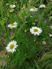Tripleurospermum hookeri