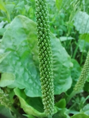 Plantago major