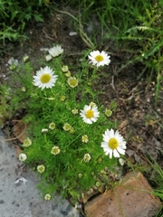 Tripleurospermum hookeri