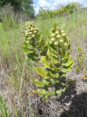 Asclepias tomentosa image
