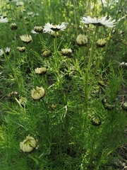 Tripleurospermum hookeri