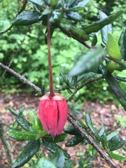 Crinodendron hookerianum